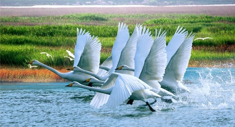 鄱阳湖国家湿地公园全景二日游